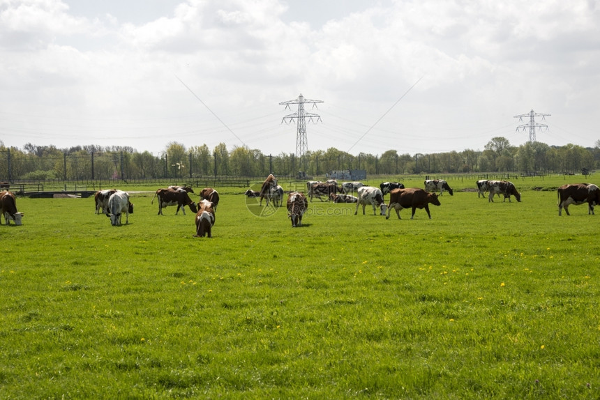 动物农场土丘景观绿草上的红黑黄牛图片