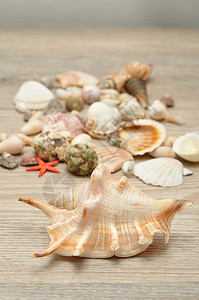 桌子上的各种不同类型的贝壳图片