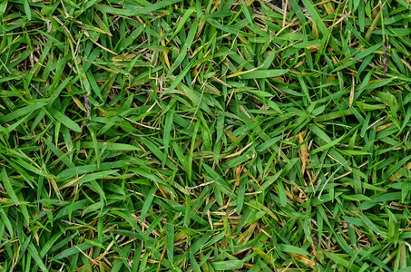 草地新鲜的绿背景原图片