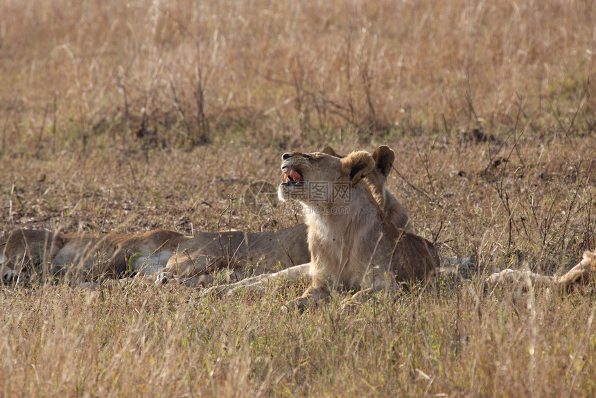 狮子放松牙齿很危险观察假牙国王图片