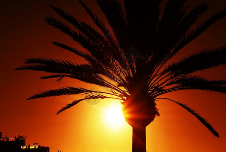 安详太阳日出落时棕榈树环影图片