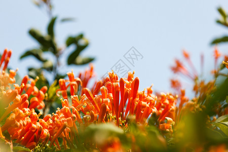 花瓣蓝色天空的朵花蜜盛开图片