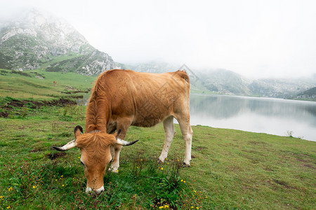 在Asturian草地湖前放牧的牛场景观农业图片