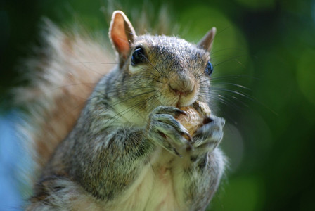 自然饥饿的野生动物灰松鼠用爪子抓花生图片
