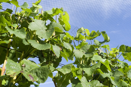 葡萄科庄稼在荷兰TererAar的一个葡萄园中植物受到保护网的藤蔓图片