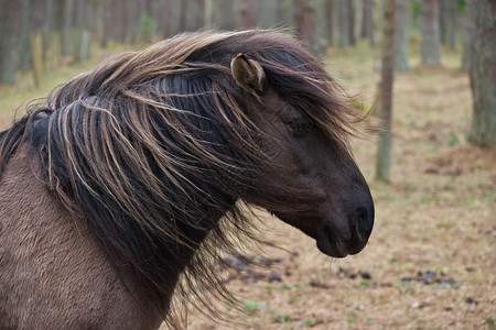 马哈兰古尔拉脱维亚马匹高清图片