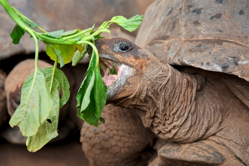 荒野动物群生亚达伯拉巨龟吃的肖像桑给巴尔图片