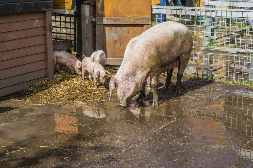 母猪和她的小养殖动物耳朵农场常设图片