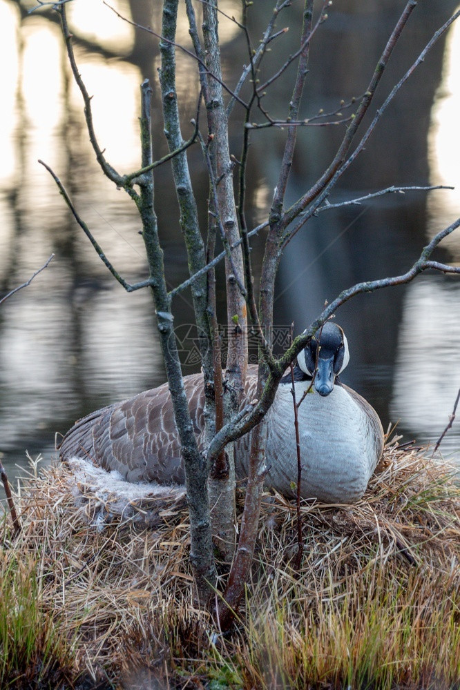 加拿大人鸟类学鹅座在巢中近身的加拿大鹅巢季节图片