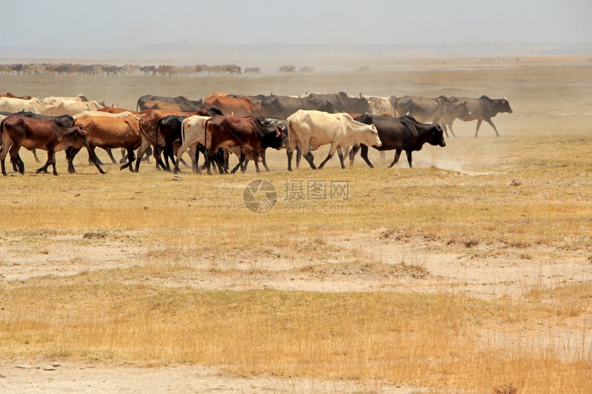 品种Masai大群牛在肯尼亚灰尘平原上行走奶牛动物图片