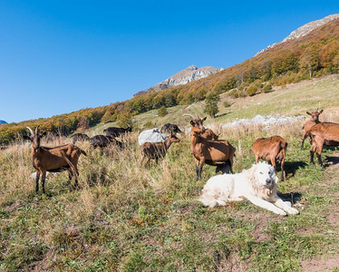 农业生态自然山羊群和牧狗在草地上图片