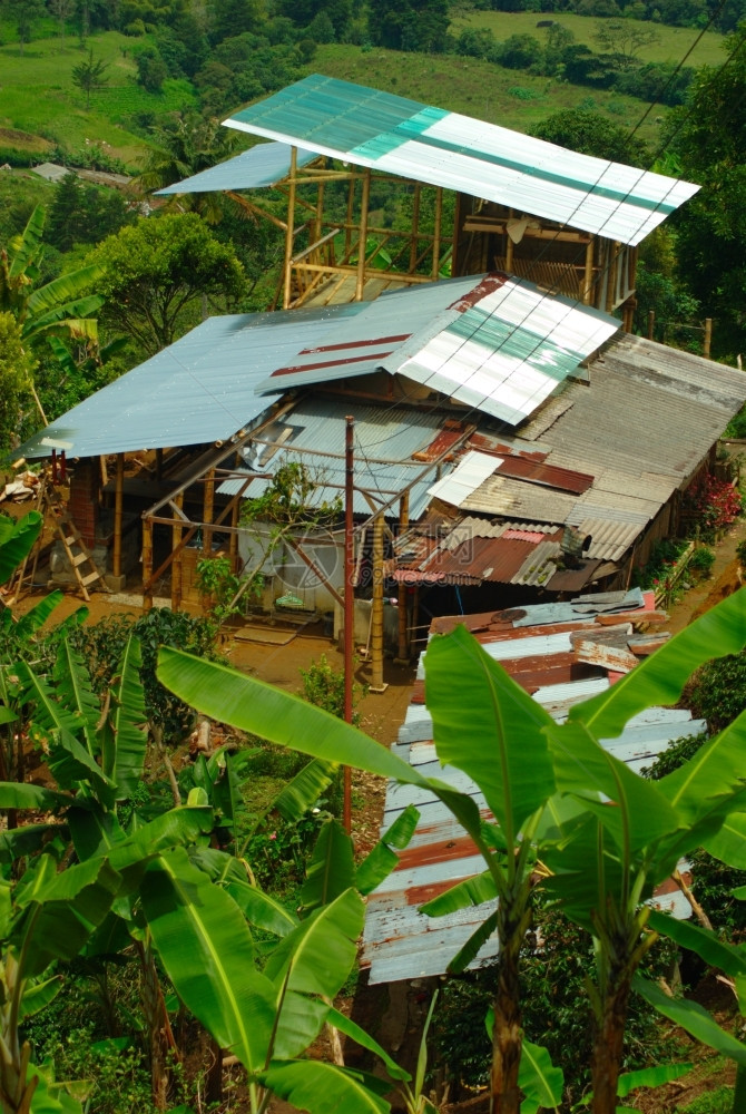 哥伦比亚咖啡农场的建筑物被香蕉植包围哥伦比亚咖啡农场木头建造业图片
