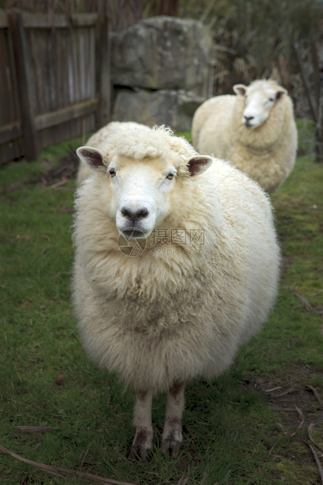 哺乳动物新西兰农村场的美里牛羊脸部草地乡村的图片
