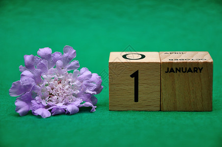 1月日用绿色背景的紫花木块板天盛开日历图片
