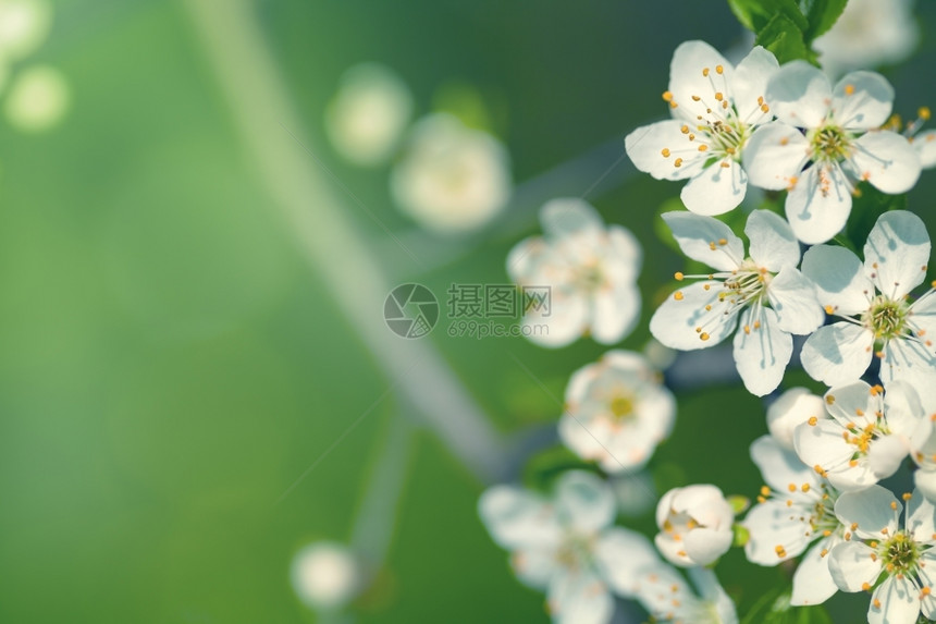 白色的带花春背景空间天开花图片