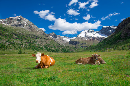 夏天牛群在瑞士阿尔卑斯山的高上放牧牛奶草图片