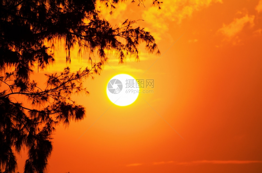 日落时树和太阳在淡橙黄色光照亮时的月下红色生动明亮图片