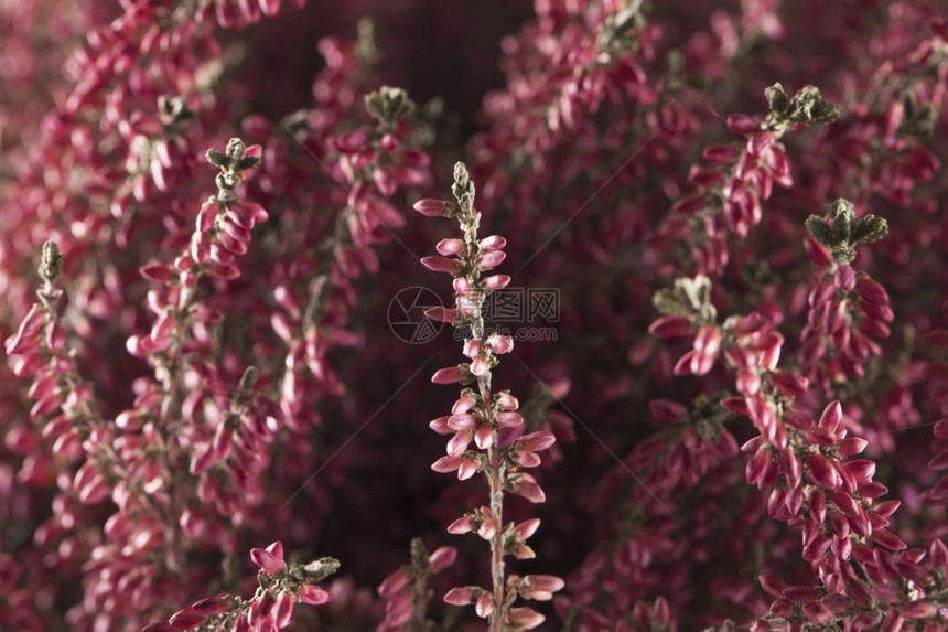 石南花粉色的Erica花在一堆全本底花的开图片