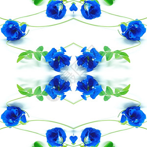 植物群蓝色的白种背景孤立蓝花洗发水背景图片