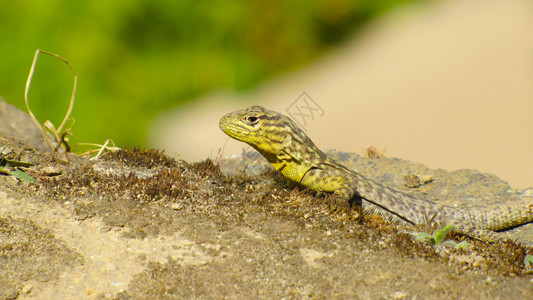 荒野热的动物太阳晒的蜥蜴绿图片