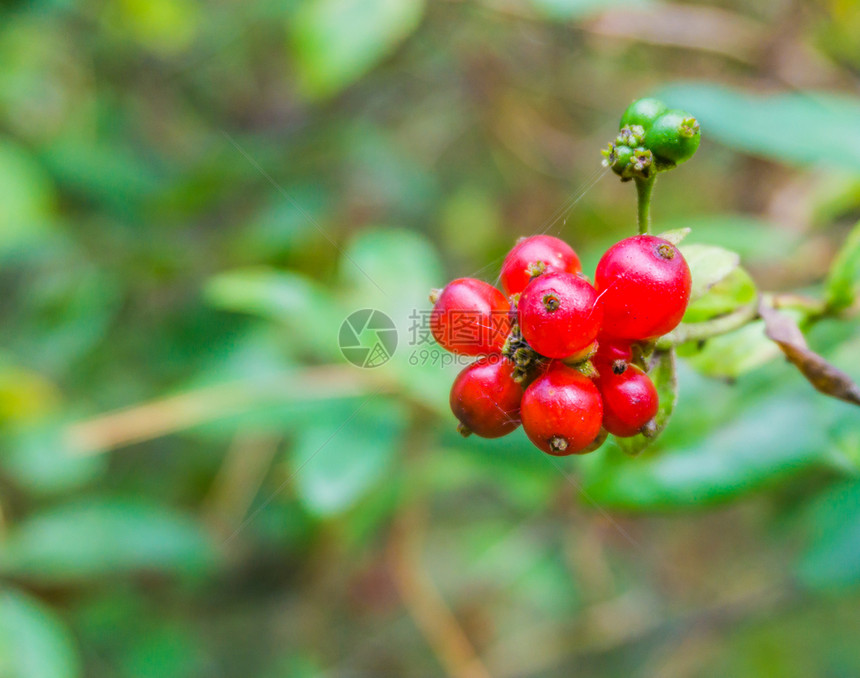 充满活力熟的红莓生果宏黑加仑醋栗图片