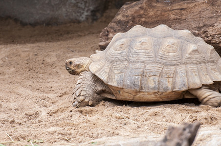 宠物年轻的海龟在大地上行走时长大而重的海龟环境图片