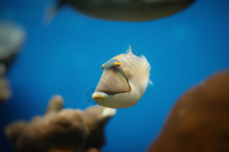 异国情调热带多样红海鱼背景图片