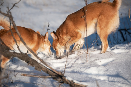 毛皮乐趣动物两只姜狗在雪上嗅探友谊和欢乐图片