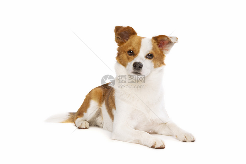 纯种动物在白色背景混合种狗面前一只野兽和群犬混杂在白本种的狗面前博美犬图片
