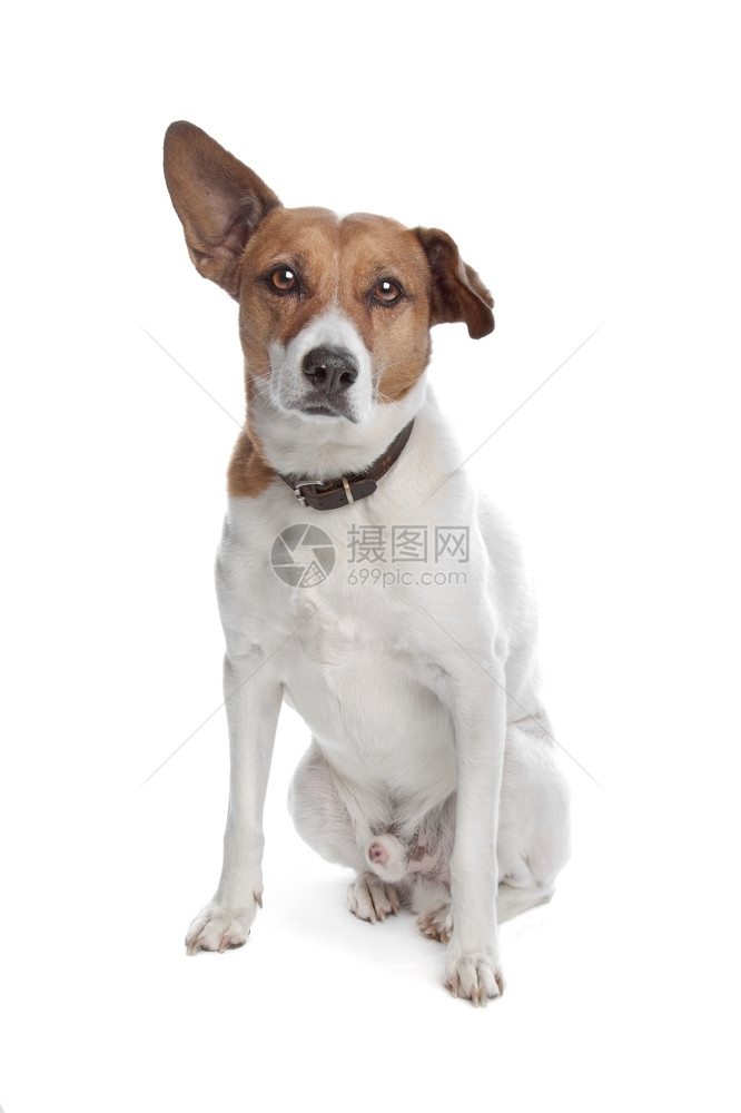 纯种狗在室内白色背景的鲁塞尔特里河混合品种杰克鲁塞尔泰瑞犬图片