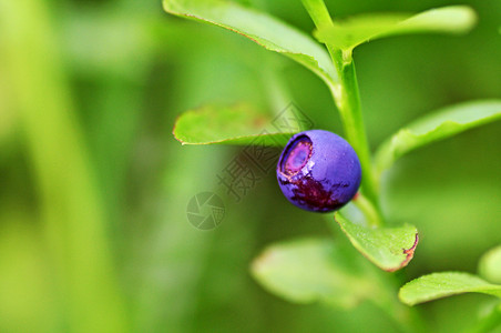 新鲜的大蓝莓成熟森林素食主义者图片