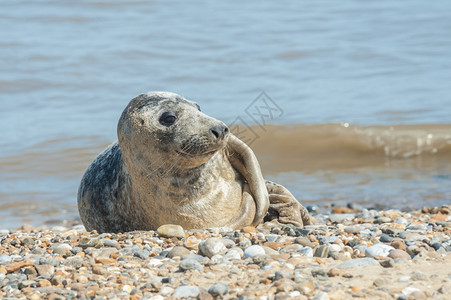 沙滩上晒阳光的灰海豹图片