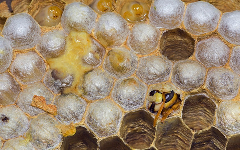 动物群克拉布罗荒野关闭巢内蜂窝中的里哈青欧洲大蜂图片