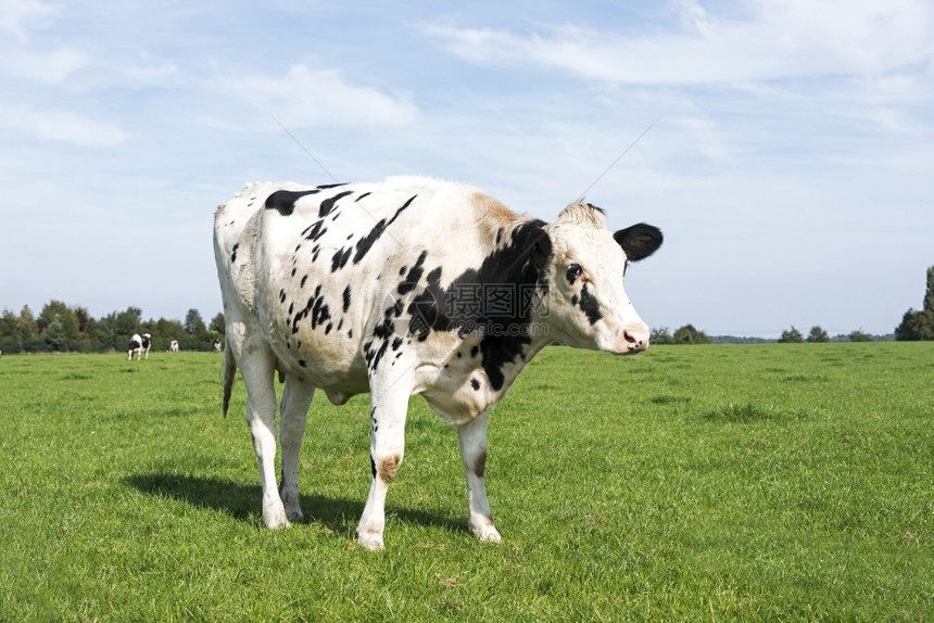 土地黑色的场白牛和在的农场绿草上放牧图片