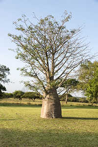 水果在非洲南部自然界的年轻小巴树最大的天图片