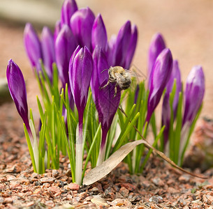阳光花的美丽春和大黄蜂情人节图片