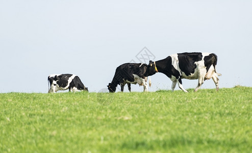 常设农场三头黑牛和白在绿草上放牧轻擦图片