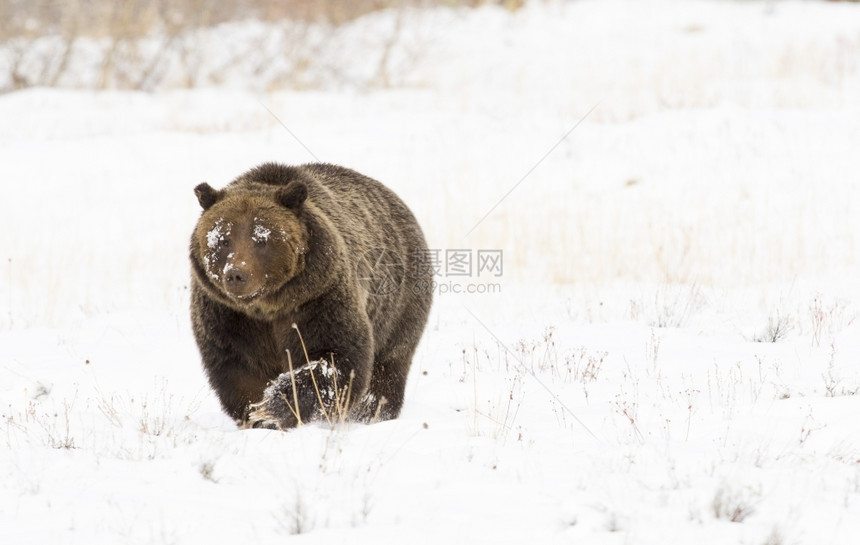 肉食动物公园盛大熊灰39在深雪中爪子大稍高一点图片