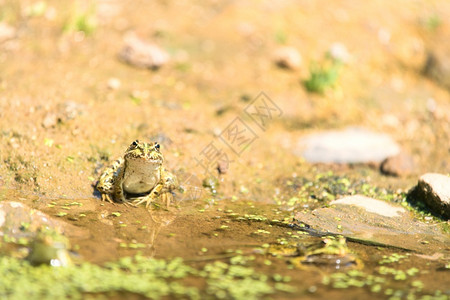 物种大绿青蛙在水中野生动物图片