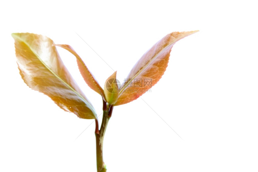 金子白色背景上隔离的红树自然枫图片