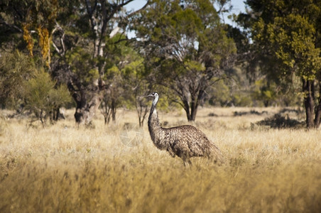 澳大利亚内陆野生鸸鹋自由漫游场地动物图片