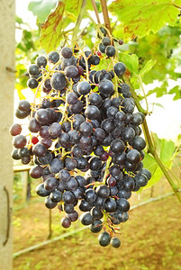 村庄植物科纳斯葡萄颗粒上的图片
