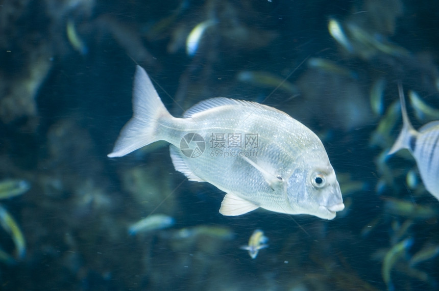 在海底游泳的热带鱼类野生动物异国情调团体图片