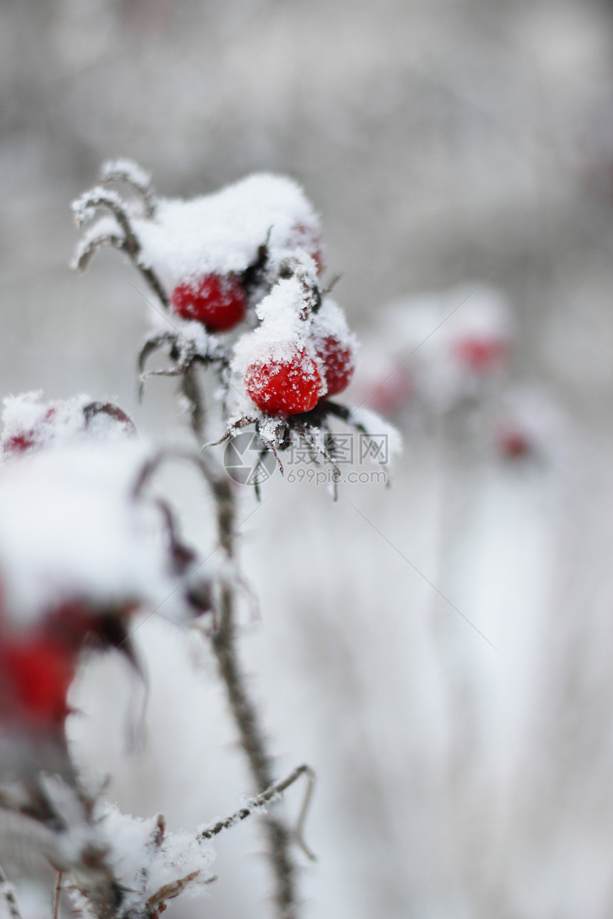 红色的冷冻雪覆盖红色玫瑰花果莓模糊的背景冰冻玫瑰花叶背景白色的图片