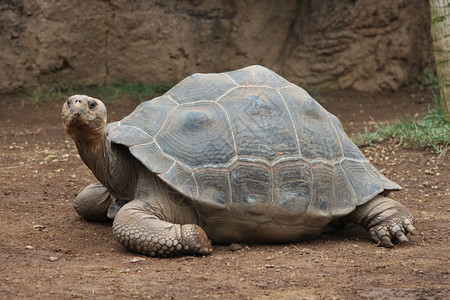 濒危巨龟在地上爬行寻找巨龟明智的动物园图片