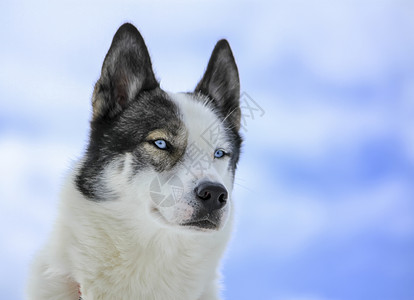 西伯利亚白色的狗图片