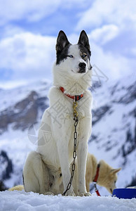 西伯利亚哺乳动物自然黑色和白的哈斯基狗肖像天空背景蓝眼睛图片