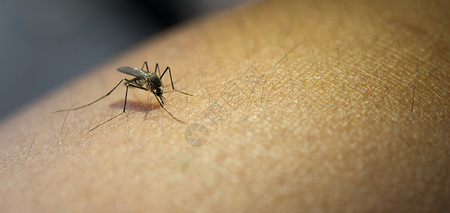 医疗的吸吮关闭人手血的蚊子图片