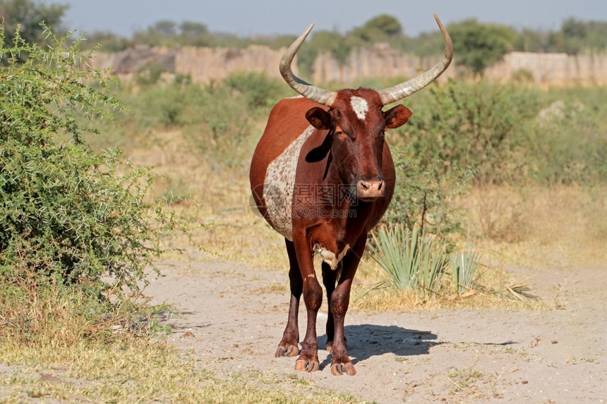 动物Sanga公牛南部非洲纳米比亚北部的土著牲畜品种乡村的常设图片
