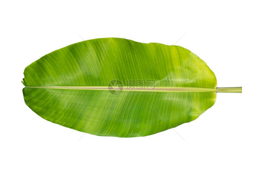 自然香蕉叶与白背景隔绝有剪切路径热带横幅图片